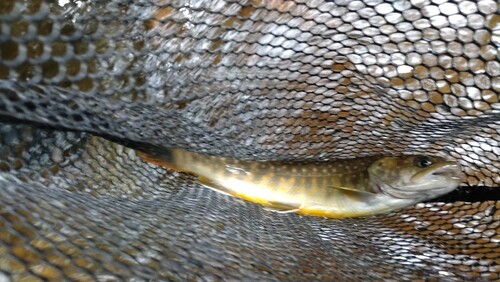 ニッコウイワナの釣果