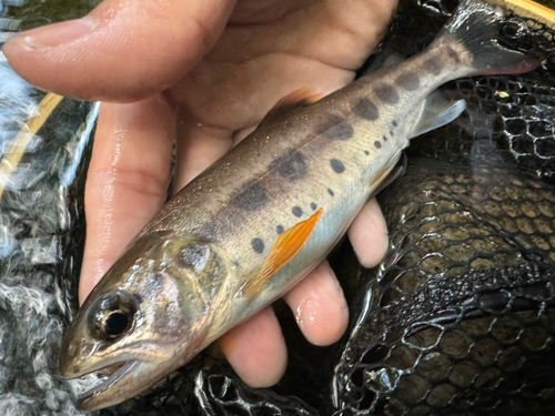 ヤマメの釣果