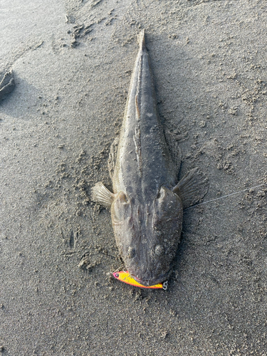 マゴチの釣果