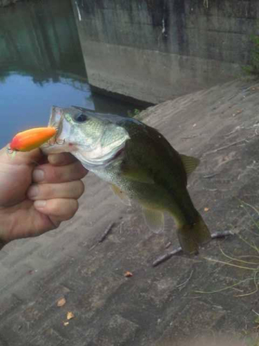 ラージマウスバスの釣果