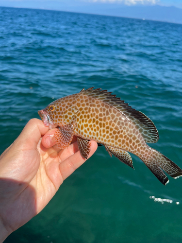 オオモンハタの釣果