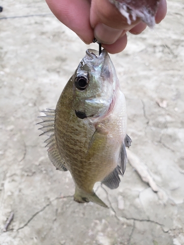 ブルーギルの釣果