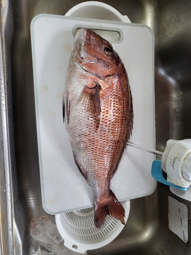 マダイの釣果