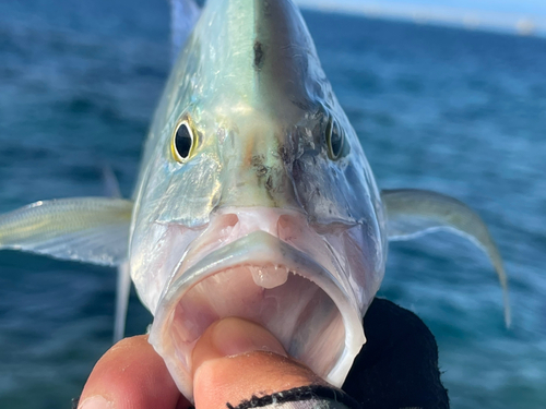 カスミアジの釣果