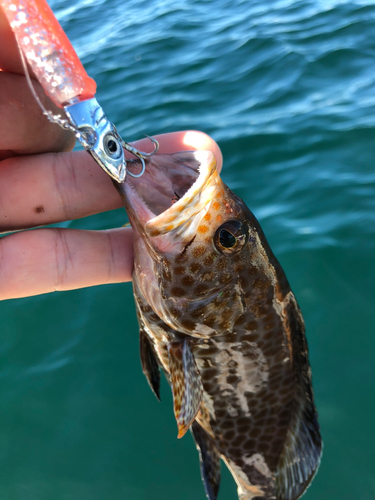 オオモンハタの釣果