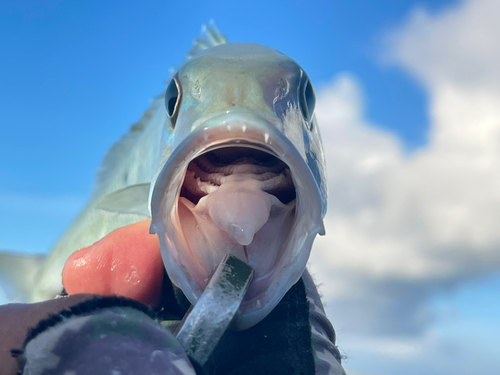 アオチビキの釣果