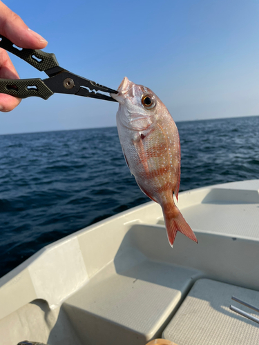 カワハギの釣果