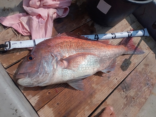 マダイの釣果