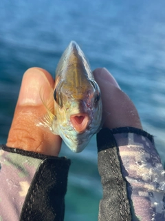 アイゴの釣果