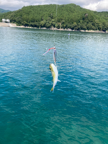 クサフグの釣果