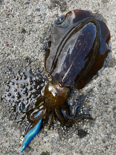 アオリイカの釣果