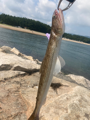 エソの釣果