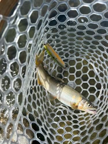 アユの釣果