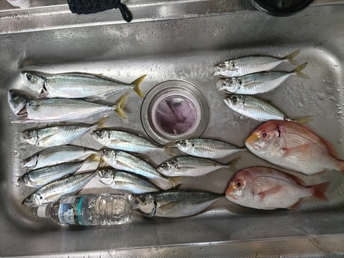 アジの釣果