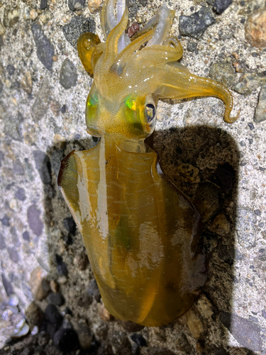 アオリイカの釣果