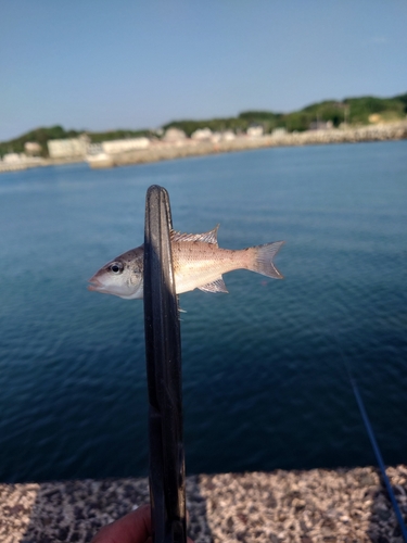 フエダイの釣果