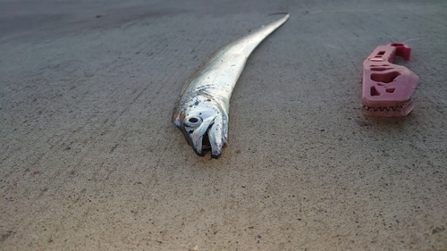 タチウオの釣果