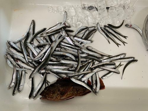 カタクチイワシの釣果