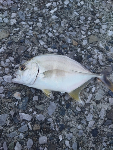 メッキの釣果