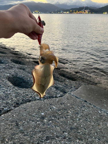 コウイカの釣果