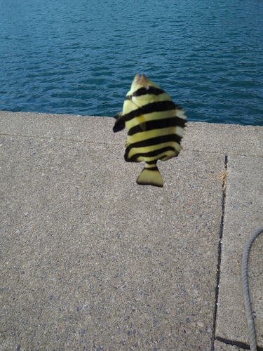 サンバソウの釣果