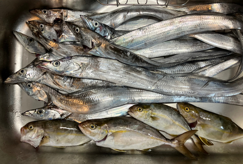 タチウオの釣果