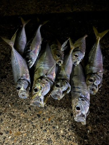 アジの釣果