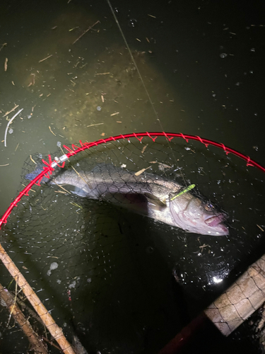 スズキの釣果