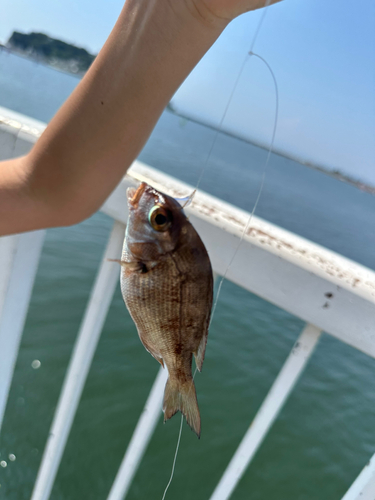 タイの釣果