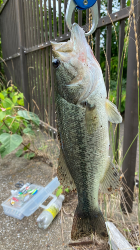 ラージマウスバスの釣果