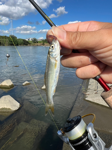 アブラハヤの釣果