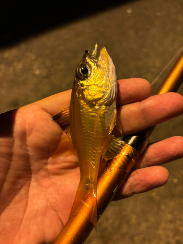 ネンブツダイの釣果