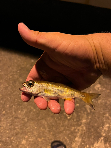 クロムツの釣果