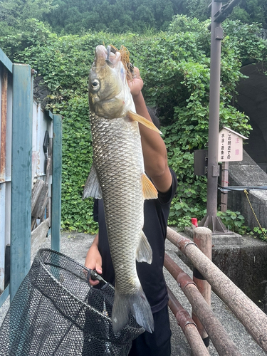 ニゴイの釣果