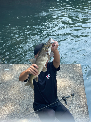 ニゴイの釣果