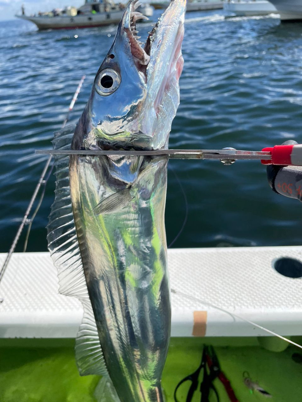 魚喰いさんの釣果 3枚目の画像