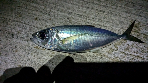 メアジの釣果