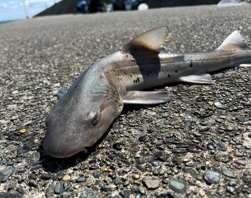 ドチザメの釣果