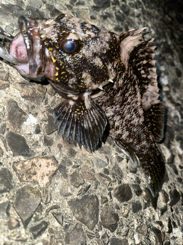 ソイの釣果