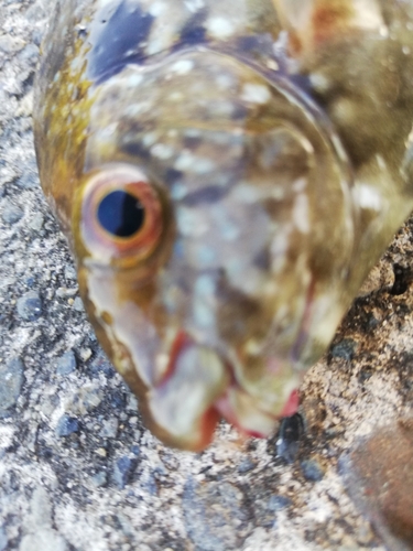 アイゴの釣果