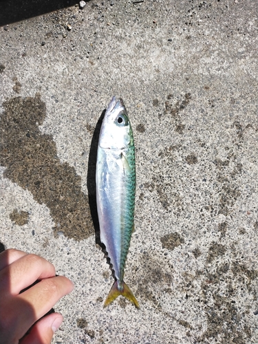 サバの釣果