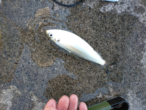 サッパの釣果