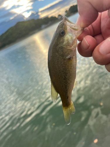 ラージマウスバスの釣果