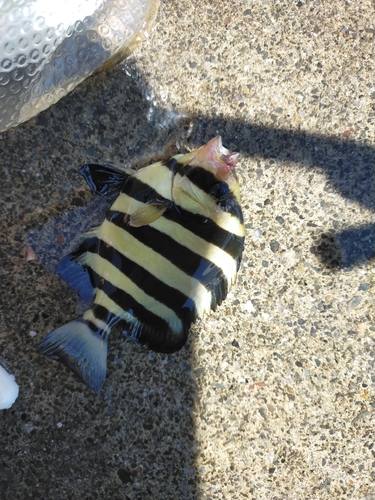 イシダイの釣果