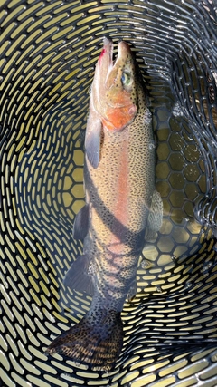 ニジマスの釣果