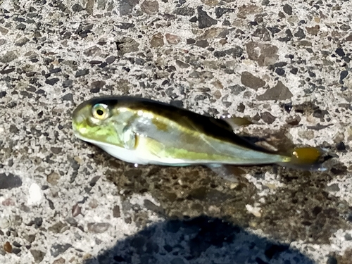 シロサバフグの釣果