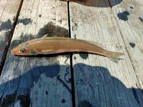 キスの釣果