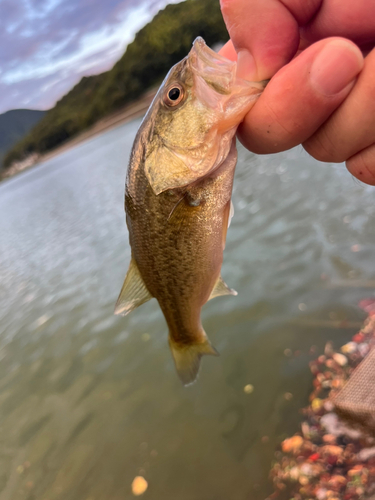 ラージマウスバスの釣果