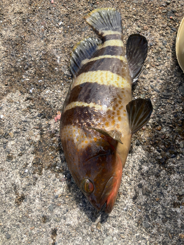 アオハタの釣果