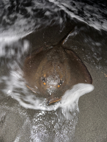 アカエイの釣果